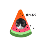 のんびりの猫（個別スタンプ：21）