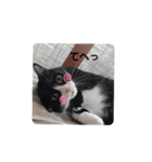のんびりの猫（個別スタンプ：22）
