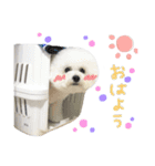 だいふくスタンプ○（個別スタンプ：1）