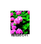 紫陽花と他（個別スタンプ：1）