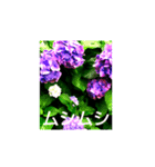 紫陽花と他（個別スタンプ：2）