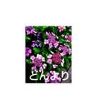 紫陽花と他（個別スタンプ：3）