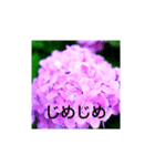 紫陽花と他（個別スタンプ：4）