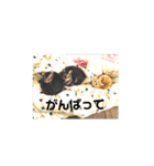 ミルくぅココの日常②（個別スタンプ：3）