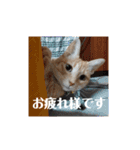 ミルくぅココの日常②（個別スタンプ：4）