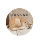 ミルくぅココの日常②（個別スタンプ：8）