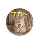 ミルくぅココの日常②（個別スタンプ：14）