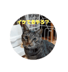 ミルくぅココの日常②（個別スタンプ：16）