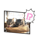 ミルくぅココの日常②（個別スタンプ：17）
