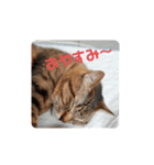 ミルくぅココの日常②（個別スタンプ：24）
