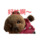 子グマのニッキーくんと仲間たち（個別スタンプ：15）