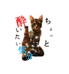 PJ＆POCHI＆KAYO 2（個別スタンプ：2）