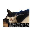 PJ＆POCHI＆KAYO 2（個別スタンプ：4）
