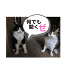 PJ＆POCHI＆KAYO 2（個別スタンプ：6）