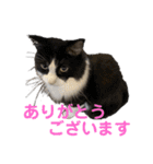 PJ＆POCHI＆KAYO 2（個別スタンプ：10）