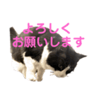 PJ＆POCHI＆KAYO 2（個別スタンプ：11）