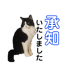 PJ＆POCHI＆KAYO 2（個別スタンプ：18）