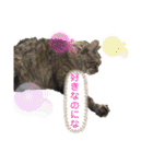 PJ＆POCHI＆KAYO 2（個別スタンプ：22）