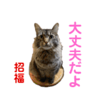 PJ＆POCHI＆KAYO 2（個別スタンプ：25）