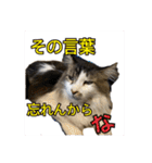 PJ＆POCHI＆KAYO 2（個別スタンプ：35）