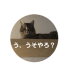PJ＆POCHI＆KAYO 2（個別スタンプ：36）