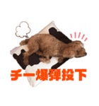 愛しのチーPart5（個別スタンプ：17）