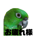 キエリボウシインコまみれ（個別スタンプ：1）