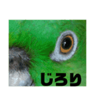 キエリボウシインコまみれ（個別スタンプ：3）