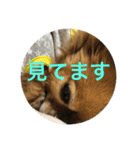 コーラーチェー（個別スタンプ：8）