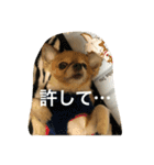 コーラーチェー（個別スタンプ：15）