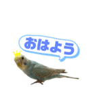 ペットのぽぽ＆気体君スタンプ（個別スタンプ：1）