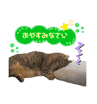 ねこカフェなるスタンプvol.1（個別スタンプ：3）