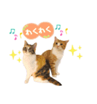 ねこカフェなるスタンプvol.1（個別スタンプ：4）