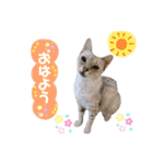 ねこカフェなるスタンプvol.1（個別スタンプ：7）