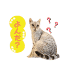 ねこカフェなるスタンプvol.1（個別スタンプ：8）
