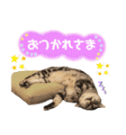 ねこカフェなるスタンプvol.1（個別スタンプ：10）