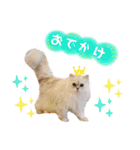 ねこカフェなるスタンプvol.1（個別スタンプ：11）