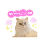 ねこカフェなるスタンプvol.1（個別スタンプ：12）