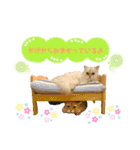 ねこカフェなるスタンプvol.1（個別スタンプ：16）