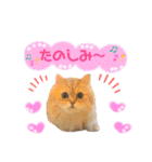 ねこカフェなるスタンプvol.1（個別スタンプ：18）