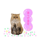 ねこカフェなるスタンプvol.1（個別スタンプ：19）