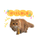 ねこカフェなるスタンプvol.1（個別スタンプ：20）