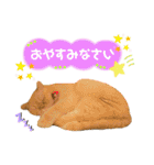 ねこカフェなるスタンプvol.1（個別スタンプ：24）