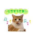 ねこカフェなるスタンプvol.1（個別スタンプ：25）