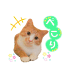 ねこカフェなるスタンプvol.1（個別スタンプ：26）
