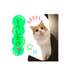ねこカフェなるスタンプvol.1（個別スタンプ：27）
