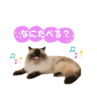 ねこカフェなるスタンプvol.1（個別スタンプ：30）