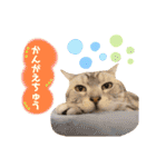 ねこカフェなるスタンプvol.1（個別スタンプ：31）