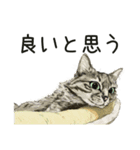 保護猫 家猫 いやしスタンプ（個別スタンプ：3）