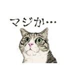 保護猫 家猫 いやしスタンプ（個別スタンプ：4）
